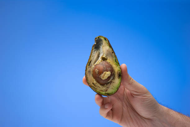 Spoiled rotten overripe avocado fruit cut in half held in hand my male. Close up studio shot, isolated on blue background stock photo