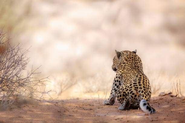 Leopard looking up tree