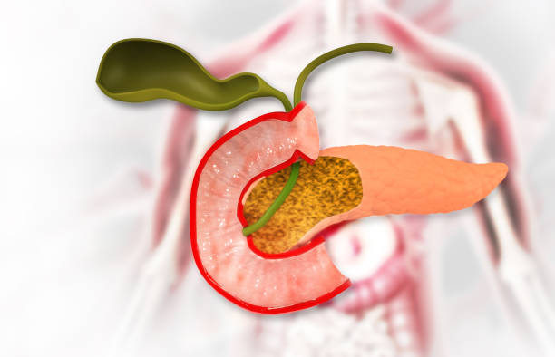 anatomie der menschlichen bauchspeicheldrüse. 3d-abbildung - galle stock-fotos und bilder