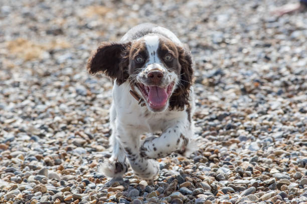 74 Smiling Dog Meme Stock Photos, Pictures & Royalty-Free Images - iStock 74 Smiling Dog Meme Stock Photos, Pictures & Royalty-Free Images - iStock
