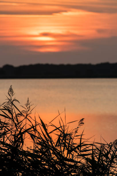 norfolk se amplía. suave puesta de sol naranja sobre el agua detrás de hojas silueteadas - horizon over water england uk summer fotografías e imágenes de stock