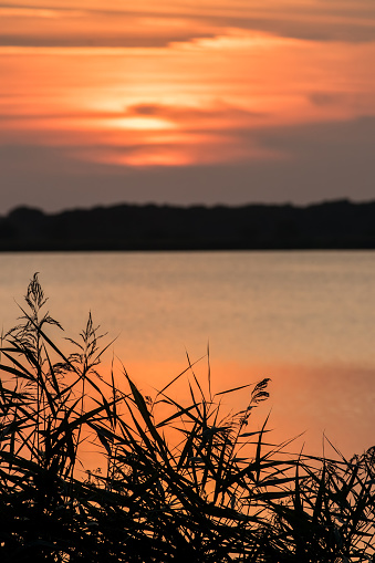 Norfolk broads. Soft orange sunset over water behind crisp silhouetted leaves. Beautiful nature landscape. Focus on foreground with pastel background allowing copy space. Horsey, Norfolk broads, UK