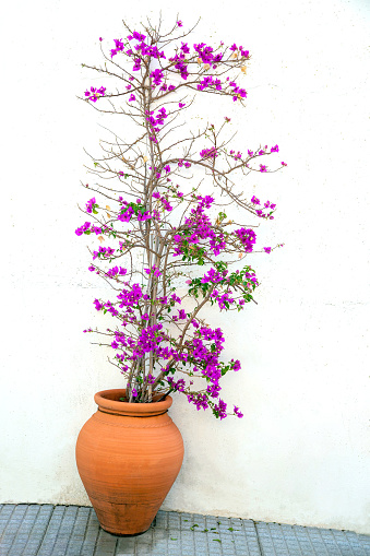 A flowering tree bougainvillea in a clay pot stands on the street against a white wall.