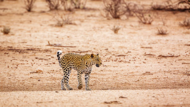 istock Leopard in Kgalagadi transfrontier park, South Africa 1367341389