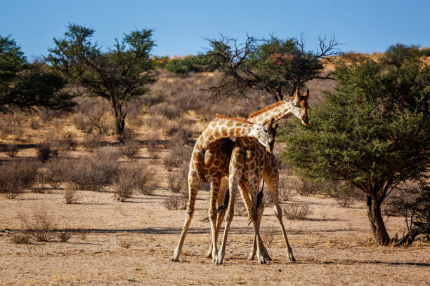 580+ Giraffe Fighting Photos Stock Photos, Pictures & Royalty-Free