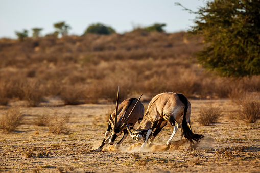 Two South African Oryx fighting in Kgalagadi transfrontier park, South Africa; specie Oryx gazella family of Bovidae