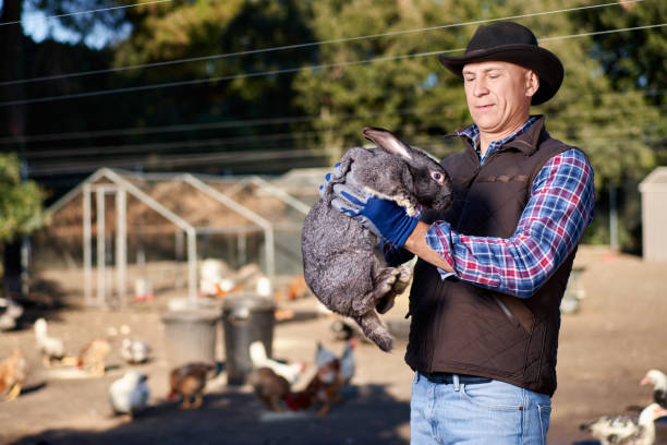 istock Man with rabbit. Farmer holds bunny in farm. 1367341889