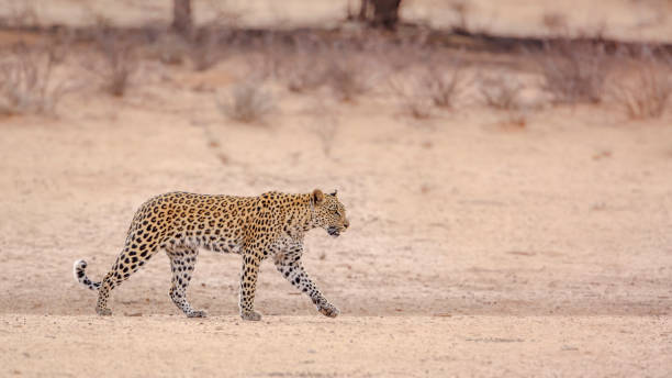 istock Leopard in Kgalagadi transfrontier park, South Africa 1367342183