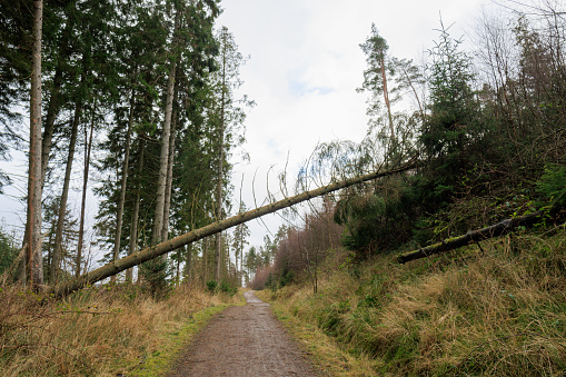 Kielder England: 13th January 2022: Aftermath of Storm Arwen. Many pine trees (Sitka spruce) have been uprooted in Kielder Forest