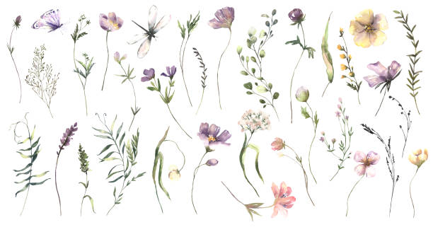 istock Watercolor Midsummer flowers collection with hand painted delicate leaves, flowers. Romantic floral arrangements perfect for wedding greeting cards, invitation 1367343332