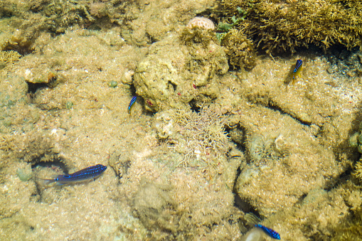 fish swim in sea water puddle during low tide, in barrier reef.