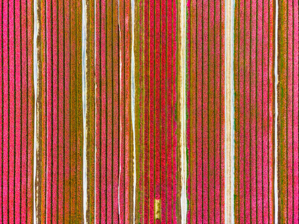 istock Tulips blossoming in a field during springtime seen from above 1367345203