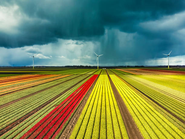Blossoming yellow tulips in a field during a stormy spring afternoon with incoming hail storm clouds over the horizon. The tulip field has multiple colors and wind turbines in the background.