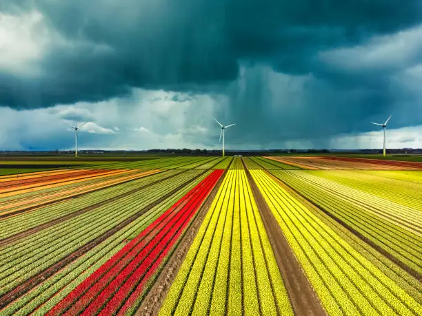 Photo of Tulips blossoming in a field with a dark storm sky above