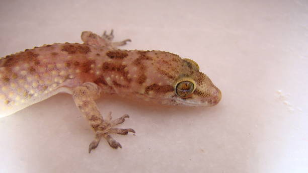istock Closeup House gecko isolated on white background.Camouflage lizards, Animals.Also called Mediterranean house gecko, akdeniz sakanguru, pacific, wall gecko, house lizardreptile, reptiles, anima 1367345571