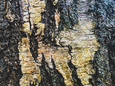 A wet, yellowish and coarse tree bark.