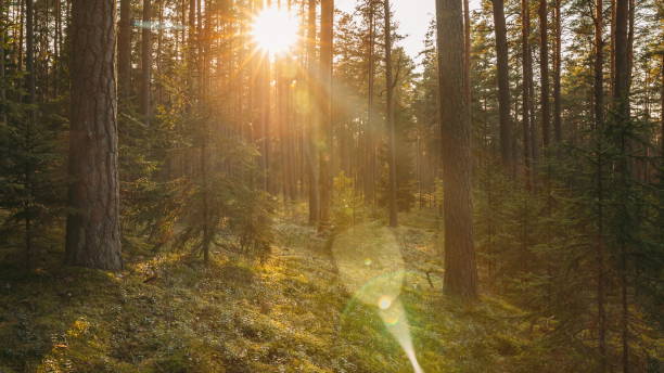 istock Autumn Forest At Sunset Evening. . Beautiful Shadow In Motion On Pine Trunks And Ground In Summer Coniferous Woods. 4K. Shadows In , motion 1367346405