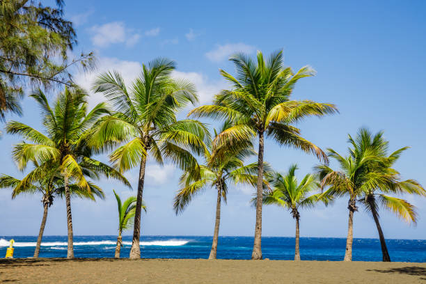 palmeras de la playa de etang-sale en la isla de la reunión - territorios franceses de ultramar fotografías e imágenes de stock