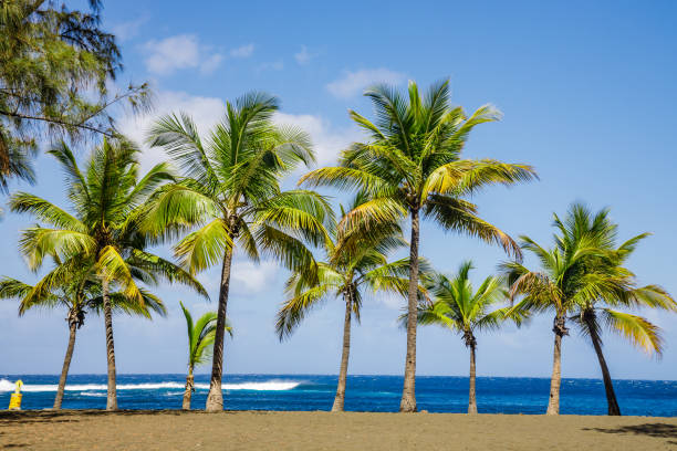 Palm trees of Etang-Sale beach on Reunion Island Palm trees of Etang-Sale beach on Reunion Island french overseas territory stock pictures, royalty-free photos & images