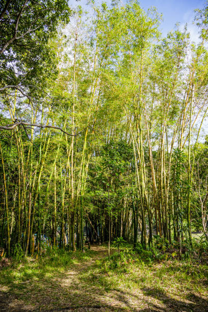Giant bamboo tree (Bambusoideae) on Reunion Island Giant bamboo tree (Bambusoideae) on Reunion Island sermoneta stock pictures, royalty-free photos & images