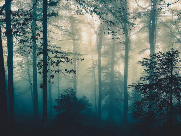 istock The Black Forest in Germany with fog. 1367347174