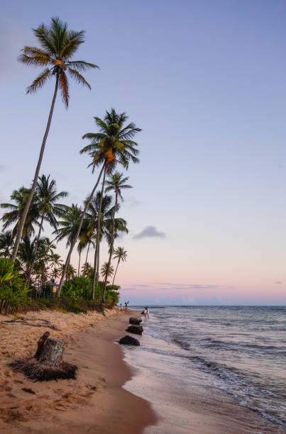 istock palm trees In Tropical Beach At colored Sunset, vertical shot 1367347433