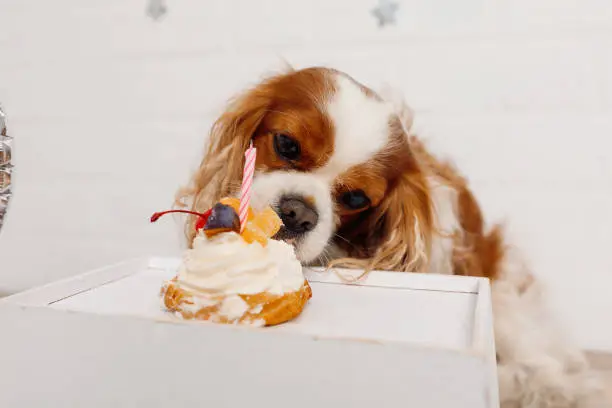 Portrait of cute brown and white coker spaniel birthday party eating yummy cake on tray licking close up. Cupcake with fruit cream and candle on plate. Brick wall with silver stars. Blur.Copy space