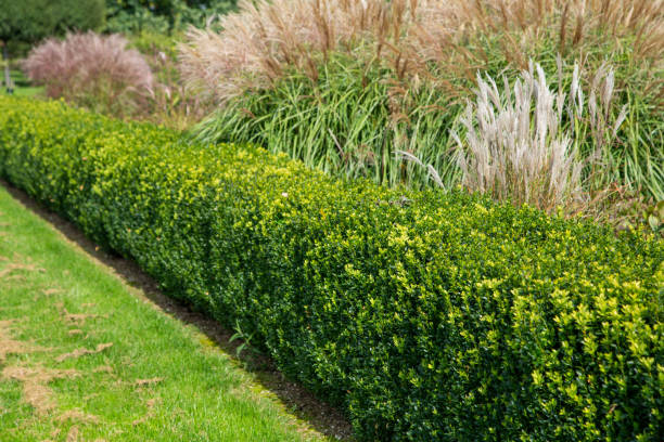 buchsbaumhecke mit verschiedenen gräsern im hintergrund - boxwood stock-fotos und bilder