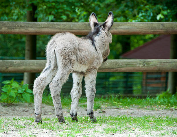 istock Donkey foal - 7 days old 136734999
