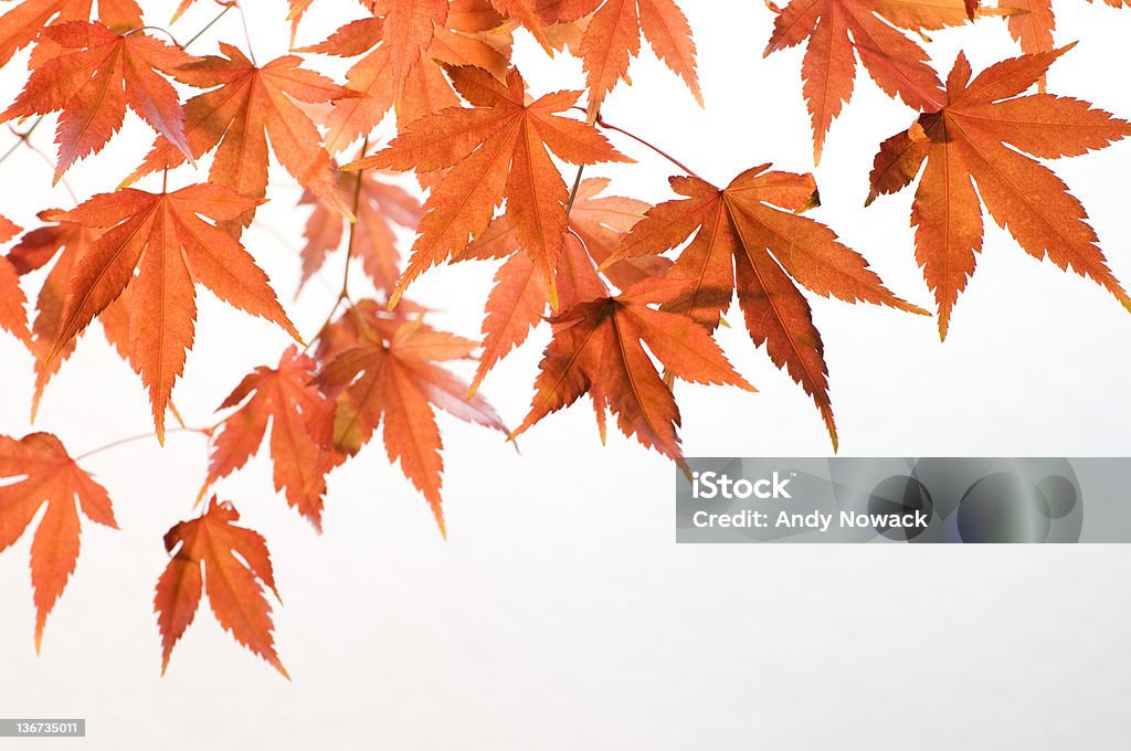 orange Blätter - Lizenzfrei Ahornblatt Stock-Foto