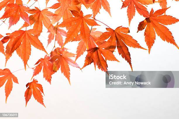 Orange Blätter Stockfoto und mehr Bilder von Ahornblatt - Ahornblatt, Herbstlaub, Freisteller – Neutraler Hintergrund