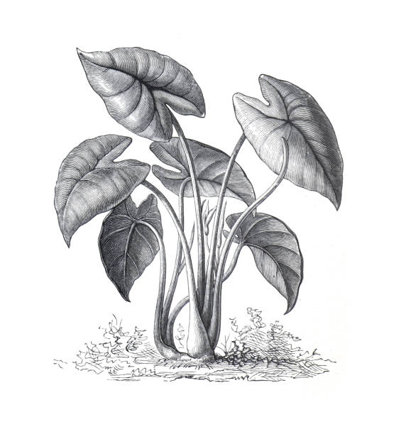 Colocasia esculenta. Root and Tuberous Vegetables. or Japanese vegetable. 
vintage hand drawn food plant or forage plant illustration. Colocasia esculenta. Root and Tuberous Vegetables. or Japanese vegetable. 
vintage hand drawn food plant or forage plant illustration. taro leaf stock illustrations
