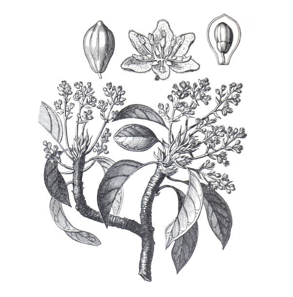 アボカド(パーシーアメリカーナ)有機アボカド植物。フルーツの健康的な食品の概念。手描きのヴィンテージイラスト。 - persea点のイラスト素材／クリップアート素材／マンガ素材／アイコン素材