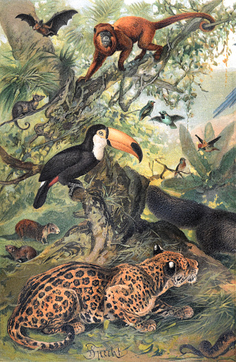 Vintage wildlife collection with anteater, snake,  ostrich, ape and tiger. 
deer wild animals. illustration of wildlife set in tropical setting. hand drawn.  tropical animal collection for wallpaper or poster.