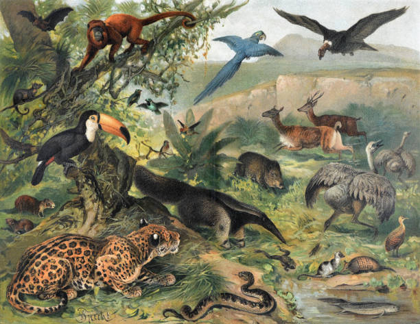 ilustrações, clipart, desenhos animados e ícones de coleção de vida selvagem vintage com tamanduá, cobra, avestruz, macaco e tigre. 
veados animais selvagens. ilustração da vida selvagem definida em cenário tropical. mão desenhada. - snake tropical rainforest animal rainforest