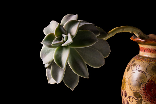 succulent plant Echeveria Elegans