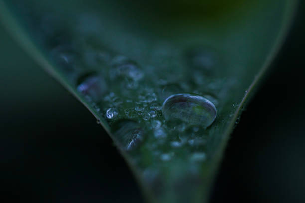istock Water droplets on the edge of a leaf 1367351708