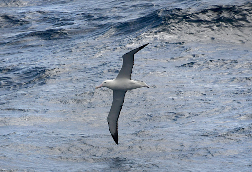 Albatross follows a cruise ship across Drake Passage to Antarctica