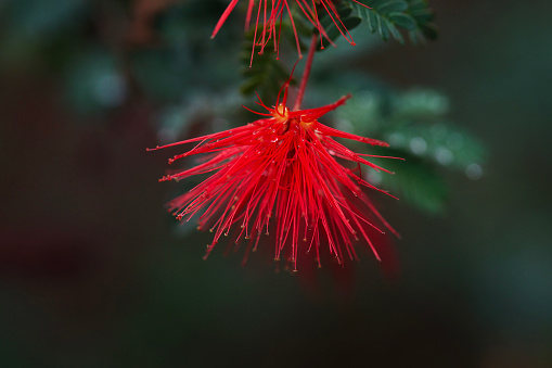 A beautiful red calliandra flower growing on a tree.