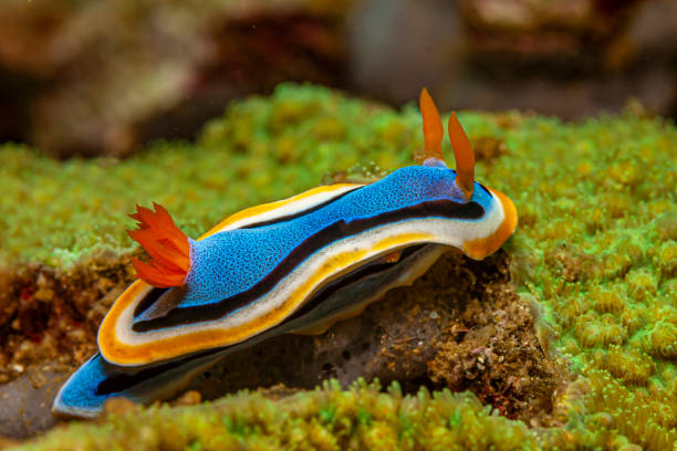 Nudibranch,njuːdɪbræŋk,brightly colored stock photo