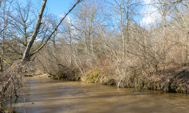 istock spring landscape with river and naked trees on the river bank 1367351909
