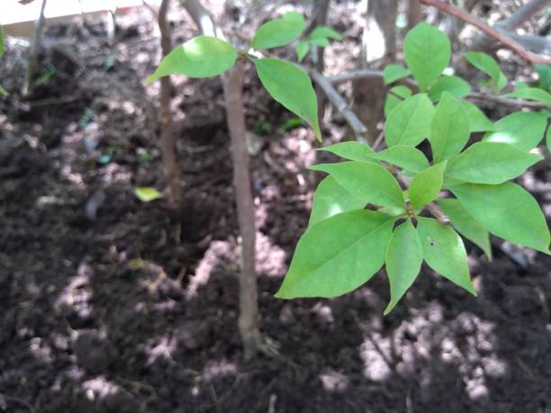 istock buds or small plants that grow beautifully 1367352492