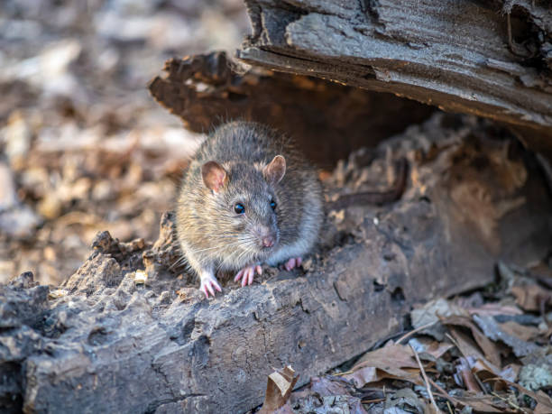 istock brown rat ,Rattus norvegicus,common rat, 1367352525