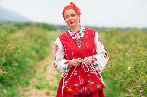 Middle age smiling woman with bulgarian traditional folklore clothes walking among blossoming bushes of Damask Oil Rose flowers