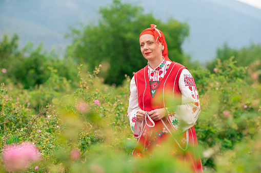 Middle age smiling woman with bulgarian traditional folklore clothes walking among blossoming bushes of Damask Oil Rose flowers