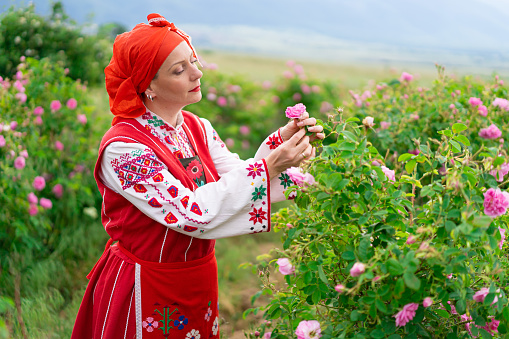 Middle age woman with traditional bulgarian clothes picking rose blossom in agriculture fields. Rose harvesting, essential oil production