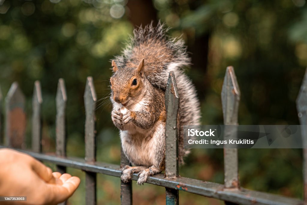 Cute little squirrel with fuzzy tail eats peanut from human hand in park Human hand feeding hungry little squirrel with peanut sitting on spikes fence, Hand feeding cute squirrel with nut Hand Stock Photo