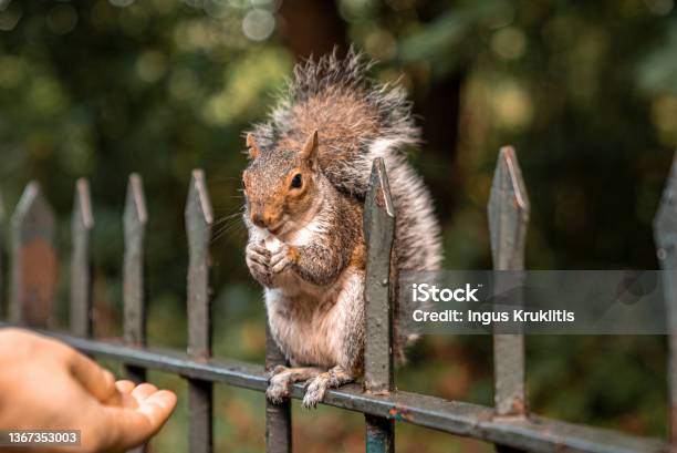 Cute Little Squirrel With Fuzzy Tail Eats Peanut From Human Hand In Park Stock Photo - Download Image Now