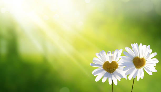 heart shaped beautiful white daisy  flowers at sunset. beautiful landscape withchamomile flowers.love background - chamomile daisy sky flower imagens e fotografias de stock