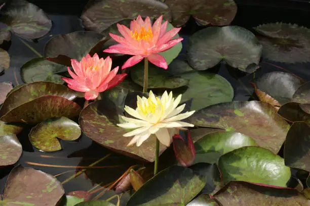 Photo of Beautiful water lily flowers in the lake .Nymphaea reflection in the pond.Floral summer spring background.